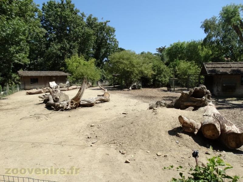 Tapir terrestre - Vigogne - Nandou - Cabiai