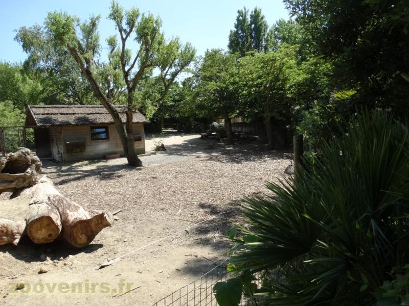 Tapir terrestre - Vigogne - Nandou - Cabiai