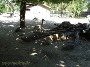 Vigogne