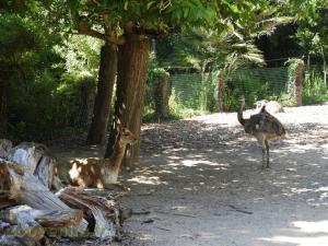 Vigogne - Nandou