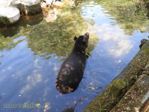 Tapir terrestre