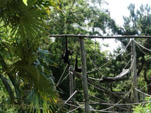  Atèle noir de Colombie