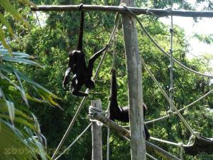  Atèle noir de Colombie