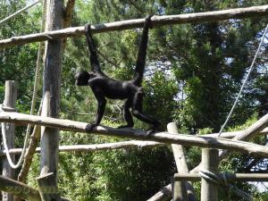  Atèle noir de Colombie
