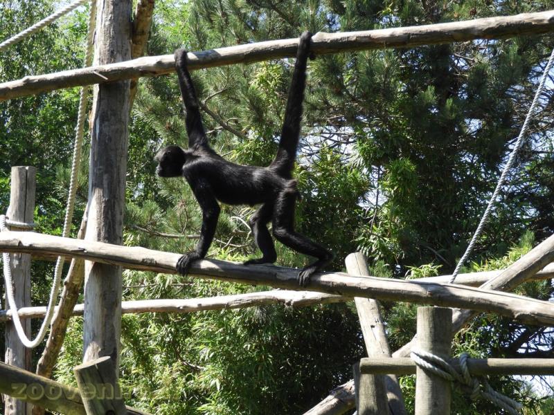  Atèle noir de Colombie