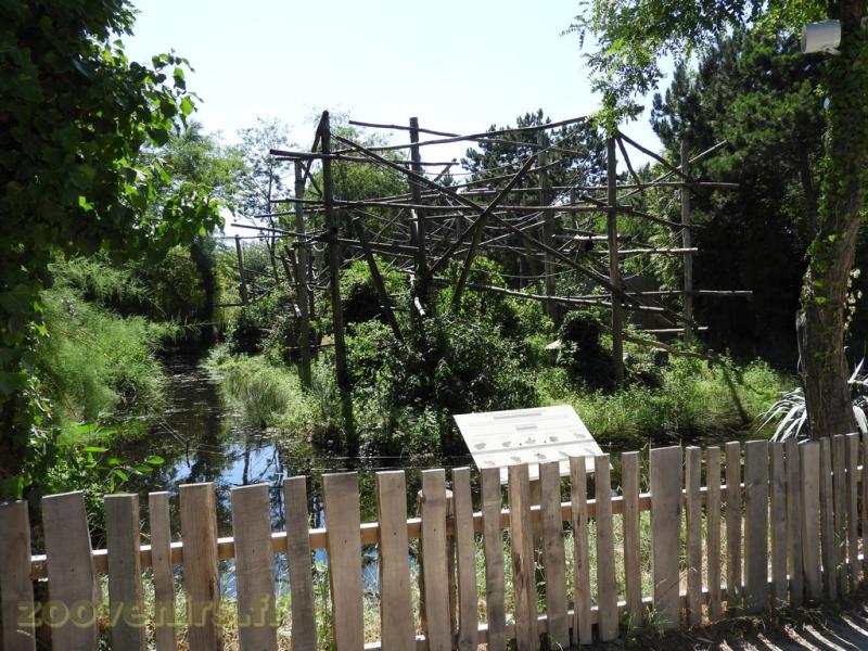  Atèle noir de Colombie