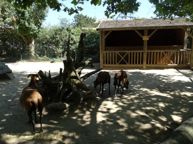 Chèvre naine - Mouton du Cameroun