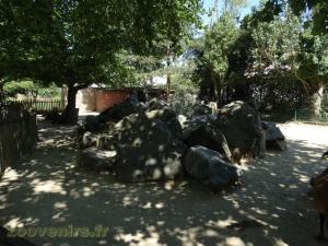 Chèvre naine - Mouton du Cameroun