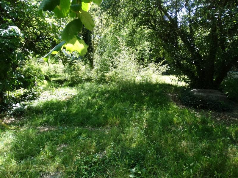 Loup à crinière
