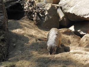 Suricate