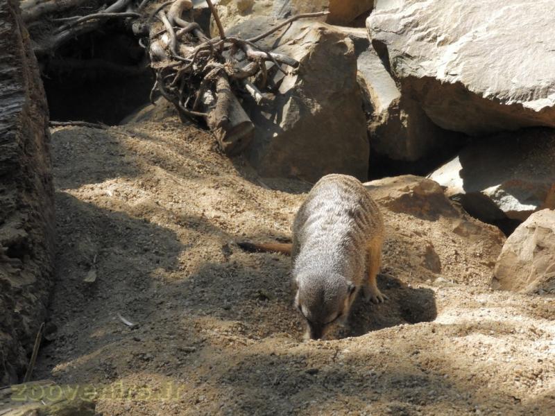 Suricate