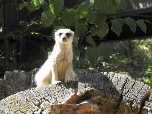 Suricate