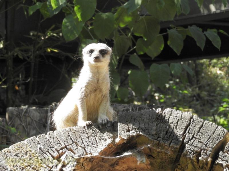Suricate
