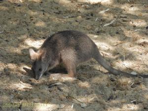 Wallaby de Parma