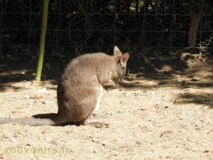 Wallaby d'Eugénie