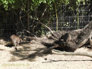 Wallaby d'Eugénie - Wallaby de Parma