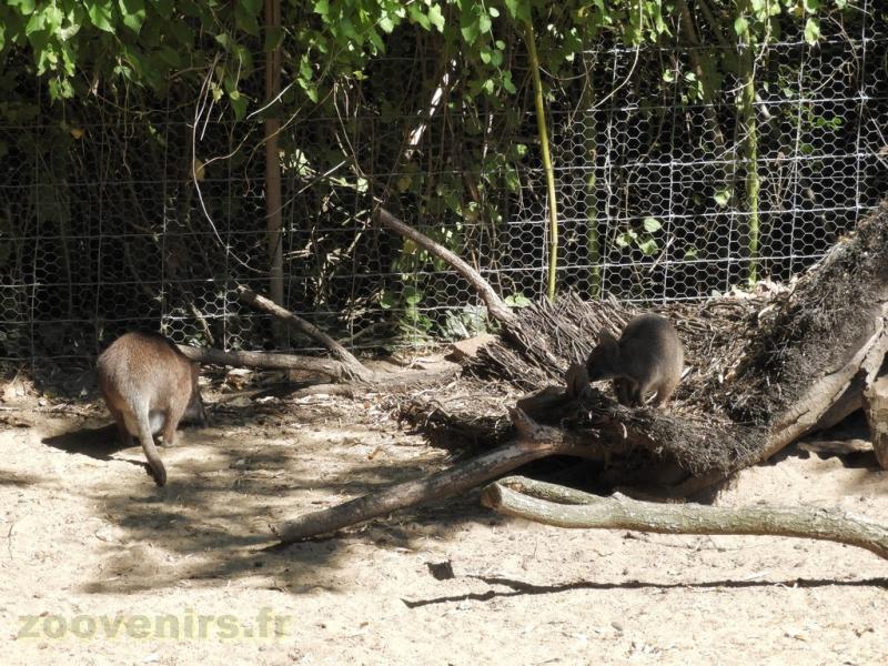 Wallaby d'Eugénie - Wallaby de Parma