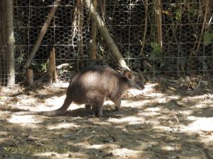 Wallaby de Parma