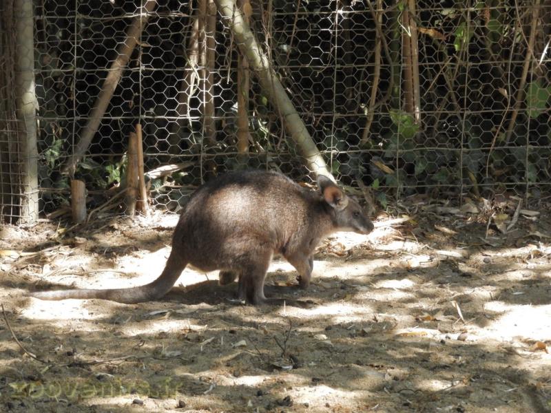Wallaby de Parma