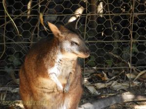 Wallaby d'Eugénie