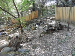 Chien des buissons
