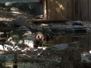 Chien des buissons