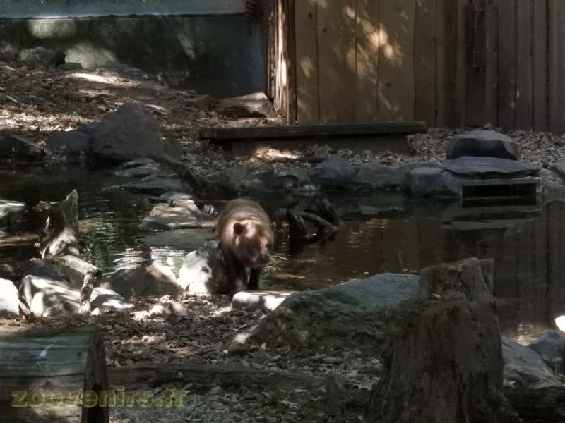 Chien des buissons