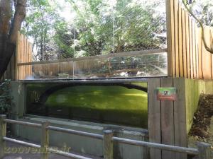 Chien des buissons