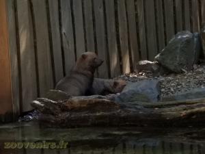 Chien des buissons