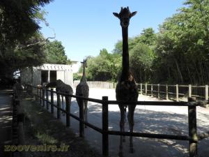 Girafe de Kordofan - Dik-dik de Kirk