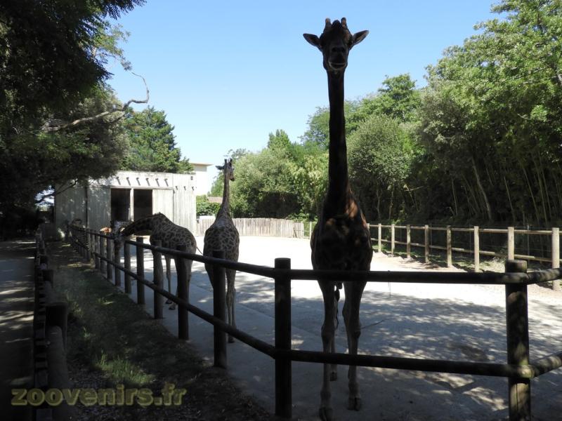 Girafe de Kordofan - Dik-dik de Kirk