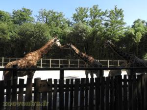 Girafe de Kordofan