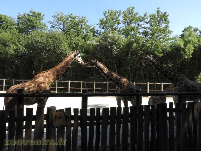 Girafe de Kordofan