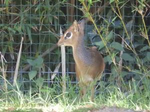 Dik-dik de Kirk
