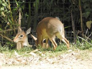 Dik-dik de Kirk