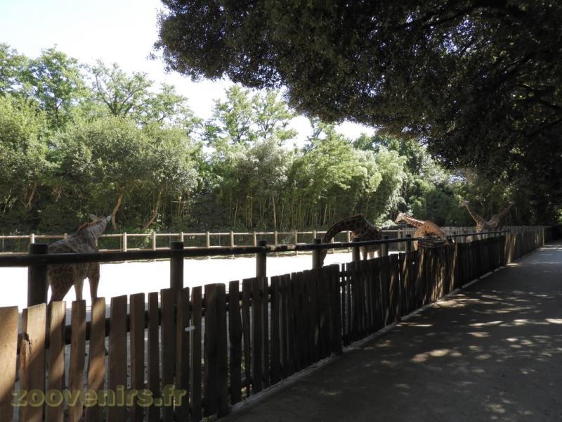 Girafe de Kordofan - Dik-dik de Kirk
