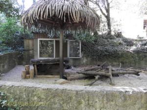 Cochon d'Inde