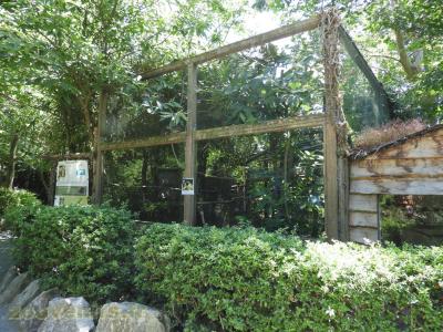 Tamarin empereur - 2016