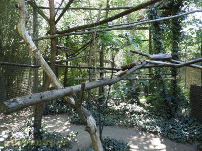 Tamarin empereur - 2016