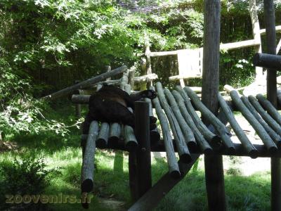 Panthère noire - 2016