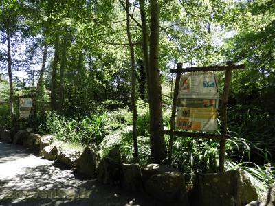 Ara à ailes vertes - 2016