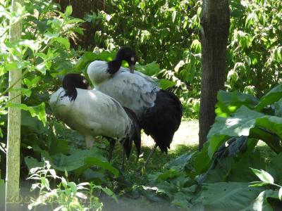 Grue à cou noir - 2016
