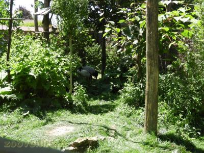 Grue à cou noir - Pirolle à bec rouge - 2016