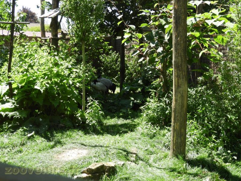 Grue à cou noir - Pirolle à bec rouge