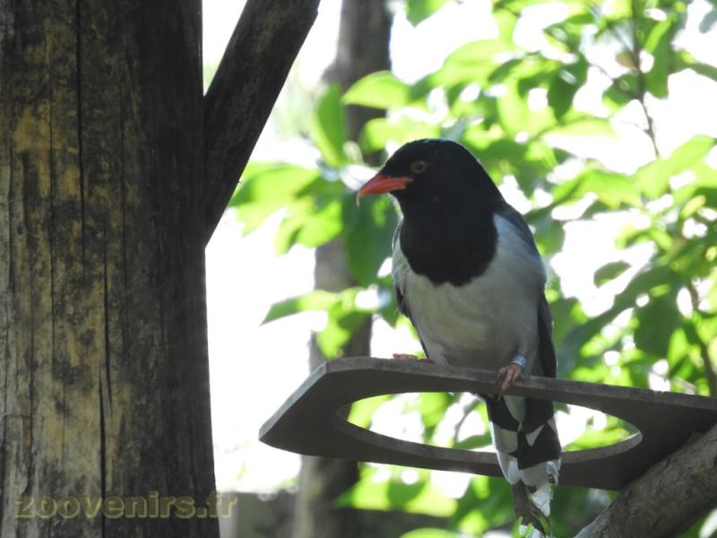 Pirolle à bec rouge