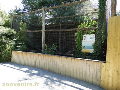 Harfang des neiges - 2016