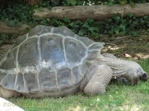 Tortue géante