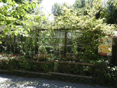 Calao festonné - 2016