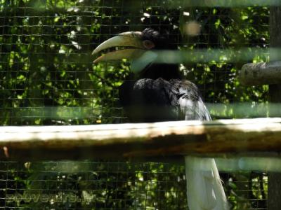 Calao festonné - 2016