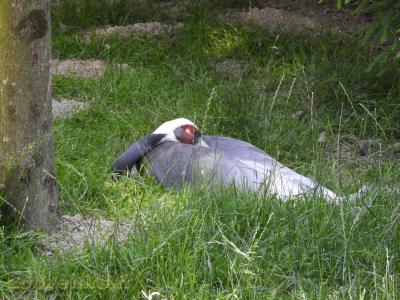 Grue à cou blanc - 2016
